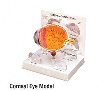 Corneal Eye Model